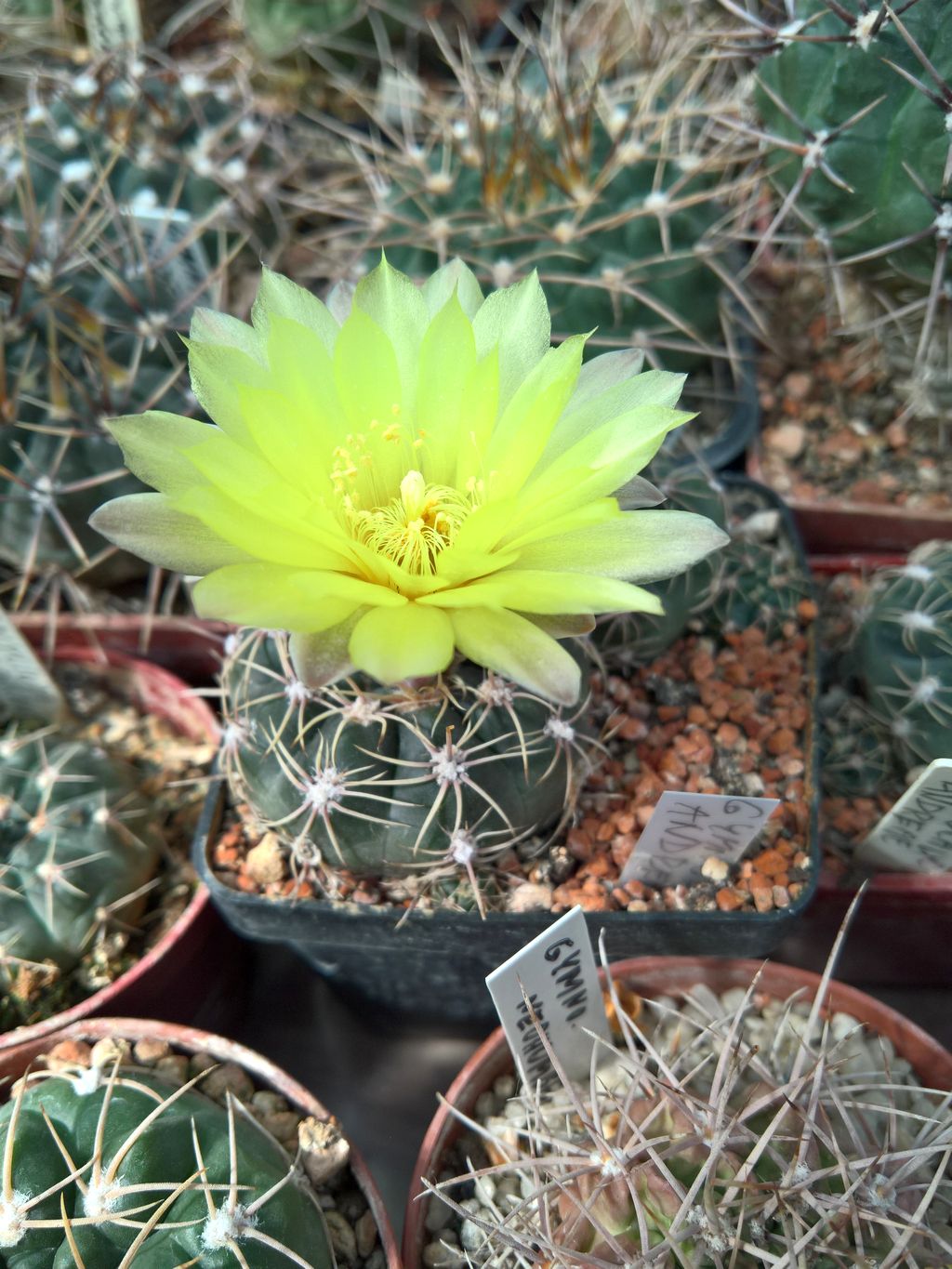 Gymnocalycium andreae